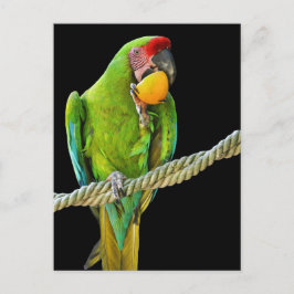 ミリタリーコンゴウインコ ポストカード