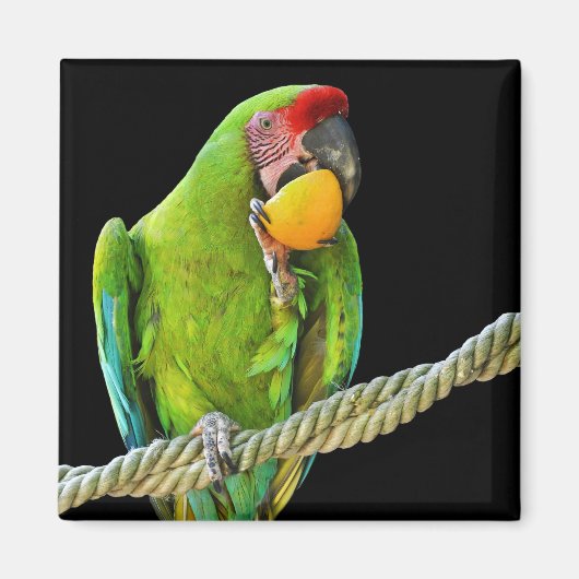 ミリタリーコンゴウインコ マグネット (正面)