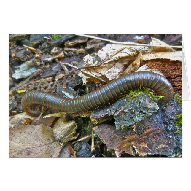 ミリピードシリーズの項目 (正面横)