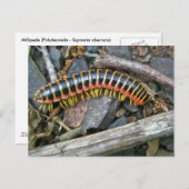 ミリピードシリーズの項目 ポストカード (正面/裏面)