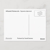 ミリピードシリーズの項目 ポストカード (裏面)