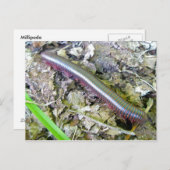 ミリピードポストカード ポストカード (正面/裏面)