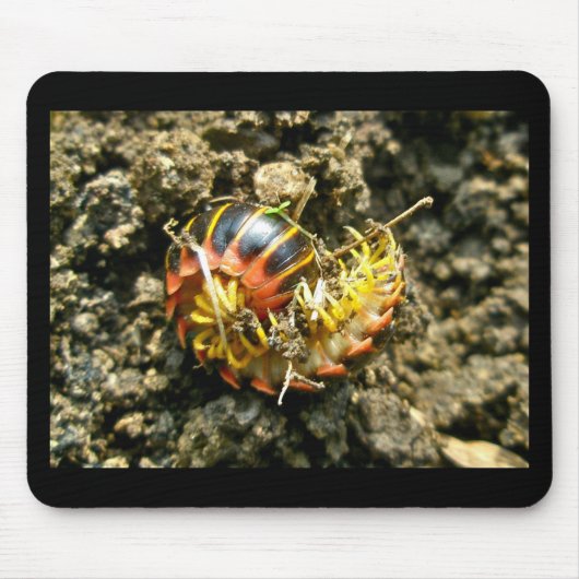 ミリピード・ポリデスミダ（迷光Sigmoria bergans）項目 マウスパッド (正面)