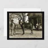 ミルウォーキーミュールアンド農家ヴィンテージ ポストカード (正面/裏面)