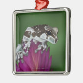 ミルクのカエル、Trachycephalusのresinifictrix メタルオーナメント (左)