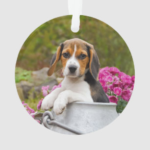 ミルクを作るかわいい三色のベグル犬の子犬 – 』 オーナメント