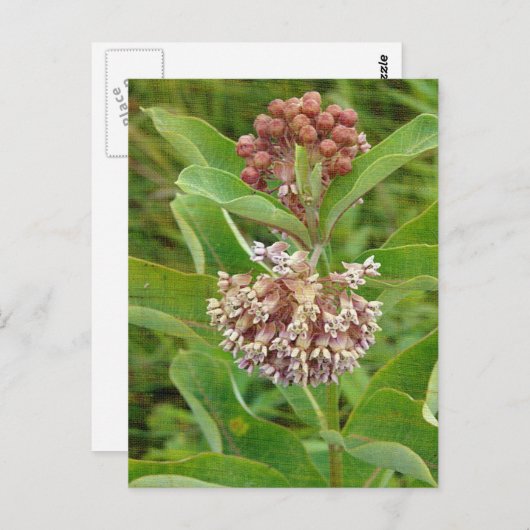 ミルクウィードかわいらしは ポストカード (正面/裏面)