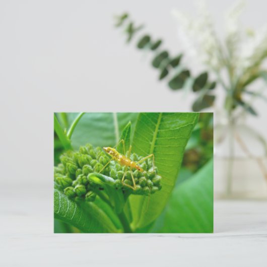 ミルクウィードのポストカードにいるコクチバチ ポストカード (スタンド正面)