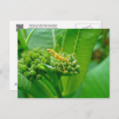 ミルクウィードのポストカードにいるコクチバチ ポストカード (正面/裏面)