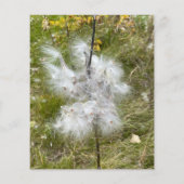 ミルクウィードのポッドを開く |シルクの種子 |スクラップブック (裏面)