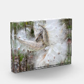 ミルクウィードのポッドを開く |シルクの種子 | フォトブロック (左)