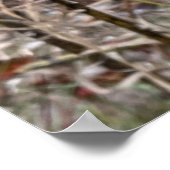 ミルクウィードのポッドを開く |シルクの種子 | ポスター (角)