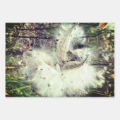 ミルクウィードのポッドを開く |シルクの種子 | ラッピングペーパーシート (正面2)