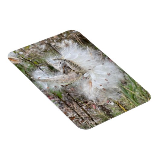 ミルクウィードのポッドを開く |シルクの種子 |柔軟 マグネット (右側)