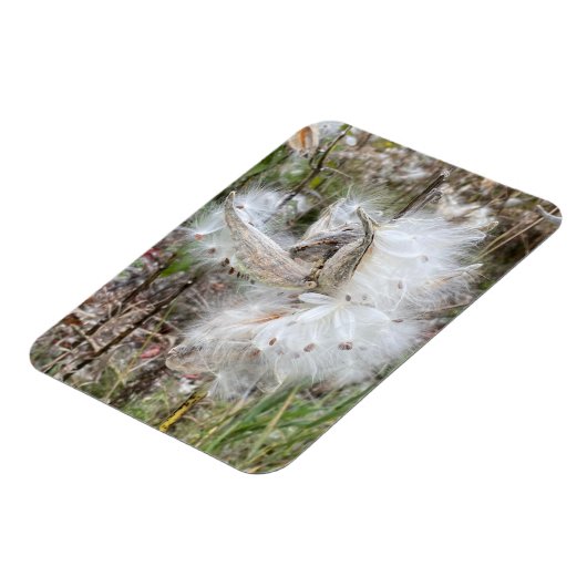 ミルクウィードのポッドを開く |シルクの種子 |柔軟 マグネット (左側)