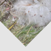 ミルクウィードのポッドを開く |シルクの種子 | 薄葉紙 (詳細)