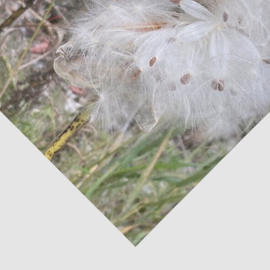 ミルクウィードのポッドを開く |シルクの種子 | 薄葉紙 (詳細)