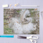 ミルクウィードのポッドを開く |シルクの種子 | 薄葉紙 (クラフト)