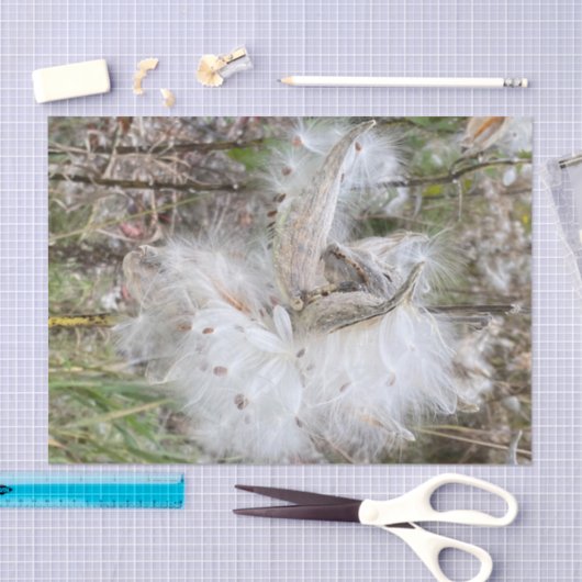 ミルクウィードのポッドを開く |シルクの種子 | 薄葉紙 (クラフト)