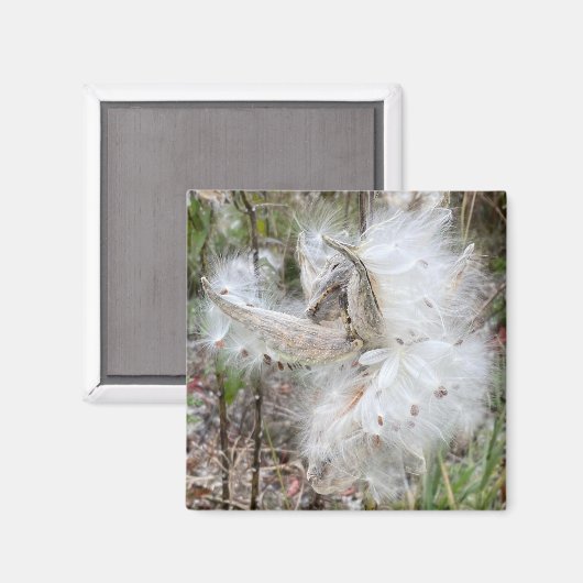 ミルクウィードのポッドを開く |シルクの種子 | Office マグネット (正面/裏面)