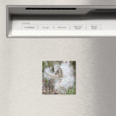 ミルクウィードのポッドを開く |シルクの種子 | Office マグネット (インサイチュ (食洗機))