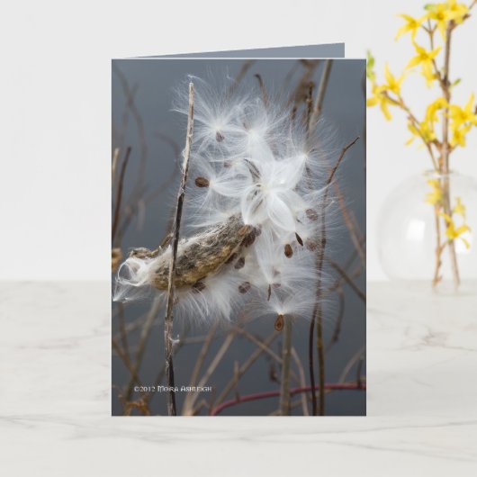 ミルクウィードの種子 カード (黄色い花)