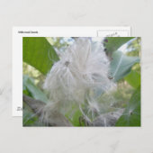 ミルクウィードシードはがき ポストカード (正面/裏面)