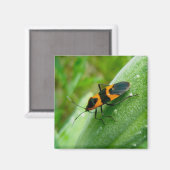 ミルクウィード防虫磁石 マグネット (正面/裏面)
