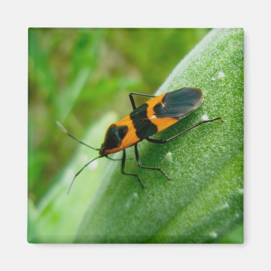 ミルクウィード防虫磁石 マグネット (正面)