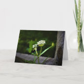 ミルクウィード、カード カード (正面)