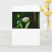 ミルクウィード、カード カード (黄色い花)