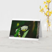 ミルクウィード、カード カード (黄色い花)