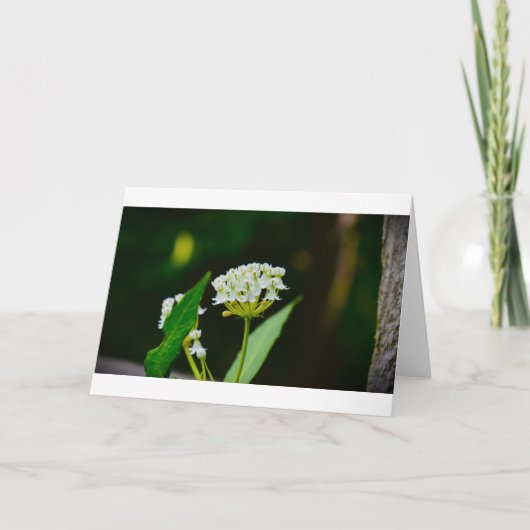 ミルクウィード、カード カード (正面)