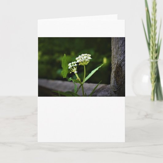 ミルクウィード、カード カード (正面)