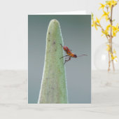 ミルクウィード・バグ・ニフ カード (黄色い花)