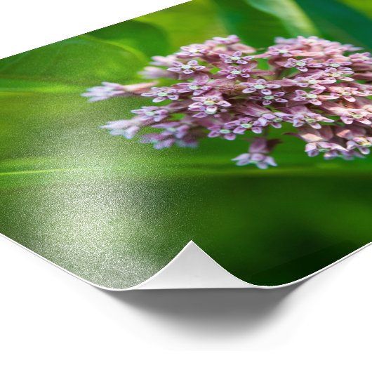 ミルクウィード –  フォトプリント            (角)