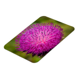 ミルクチスルが閉まっている マグネット