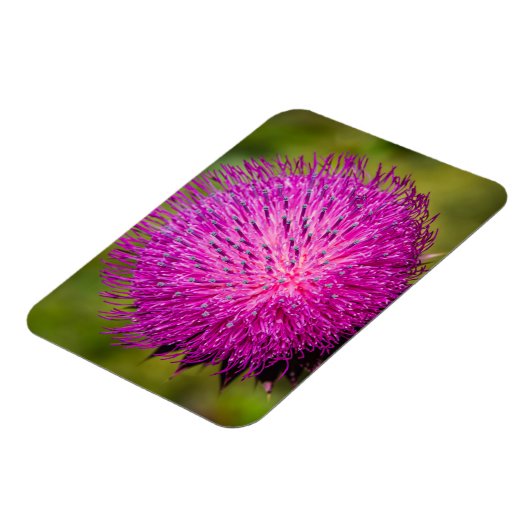 ミルクチスルが閉まっている マグネット (左側)