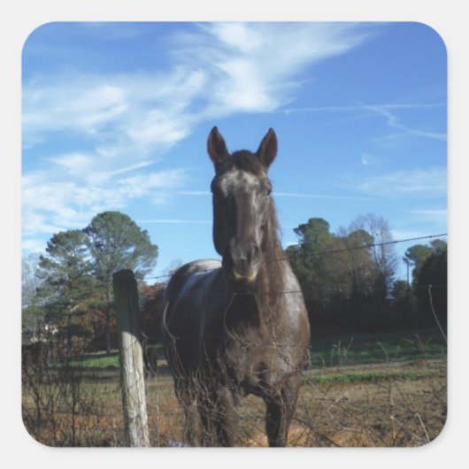 ミルクチョコレートブラウン馬ブルー スクエアシール (正面)