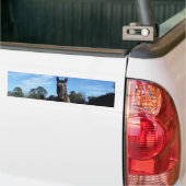 ミルクチョコレートブラウン馬ブルー バンパーステッカー (トラック上)