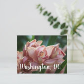 ミルクティオーキッドワシントンD.C ポストカード (スタンド正面)