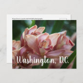 ミルクティオーキッドワシントンD.C ポストカード (正面/裏面)