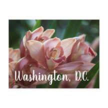 ミルクティオーキッドワシントンD.C