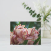 ミルクティオーキッド ポストカード (スタンド正面)