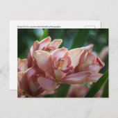 ミルクティオーキッド ポストカード (正面/裏面)