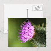 ミルクティスパープルワイルドフラワー ポストカード (正面/裏面)