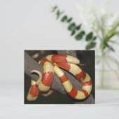 ミルクヘビ ポストカード (スタンド正面)