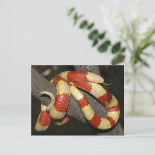 ミルクヘビ ポストカード (スタンド正面)