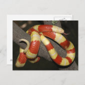 ミルクヘビ ポストカード (正面/裏面)