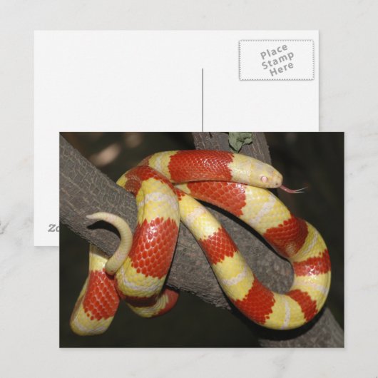 ミルクヘビ ポストカード (正面/裏面)